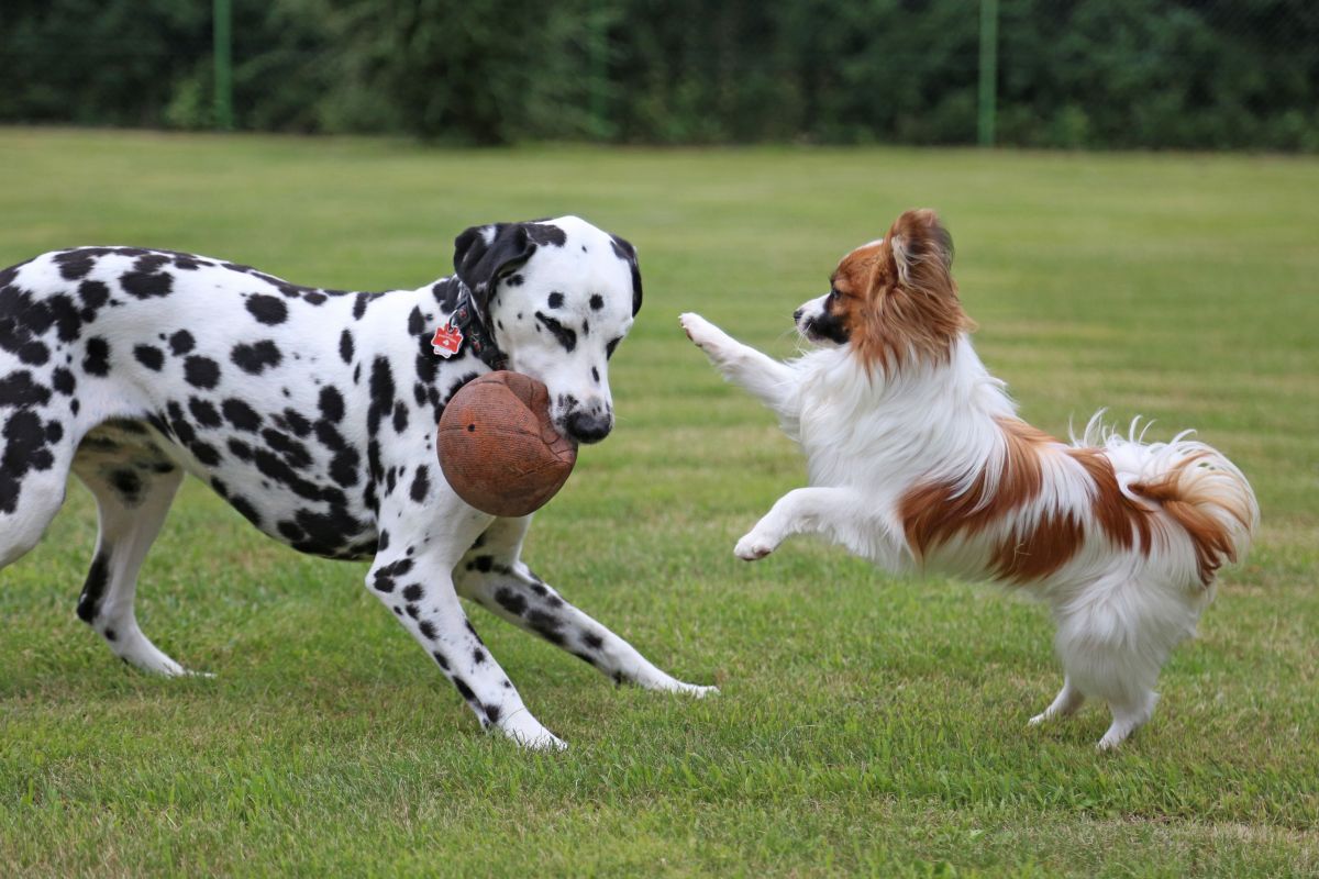 hunde zusammenfuehren 6