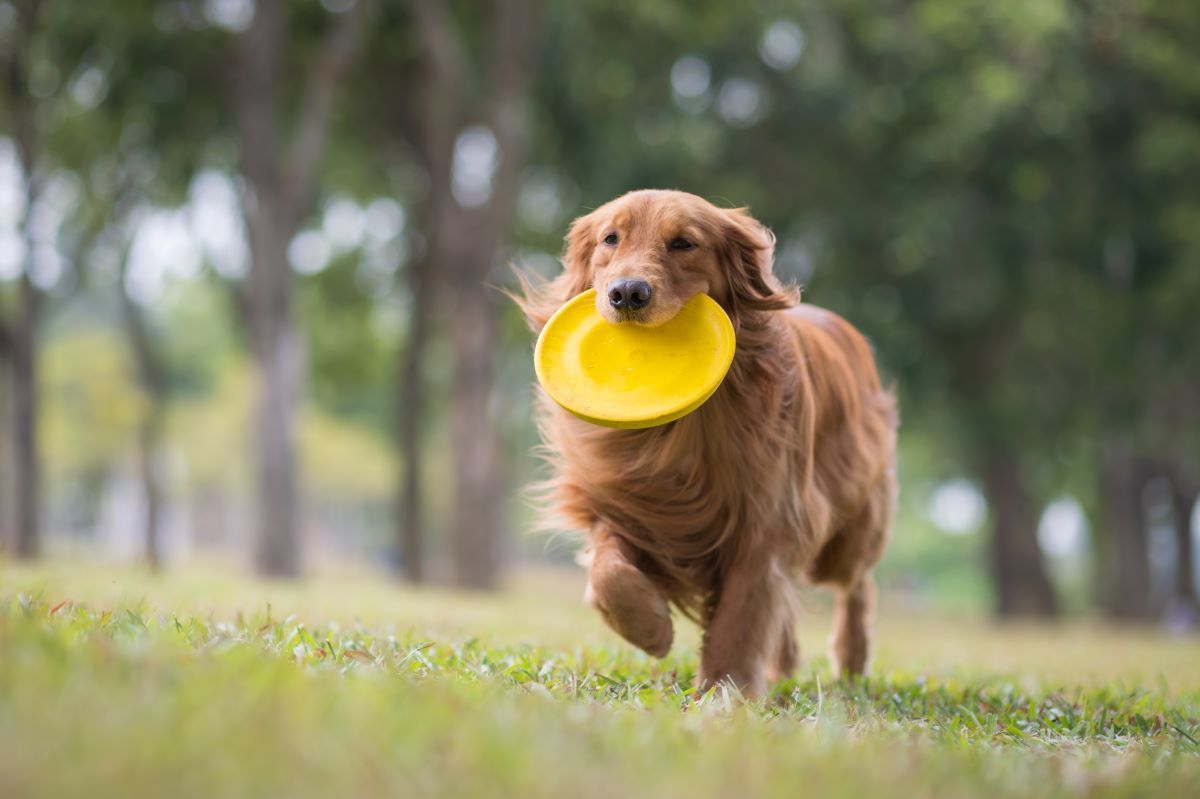 hundefrisbee 2