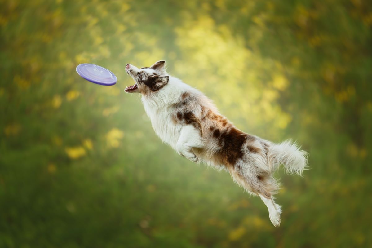 hundefrisbee 4