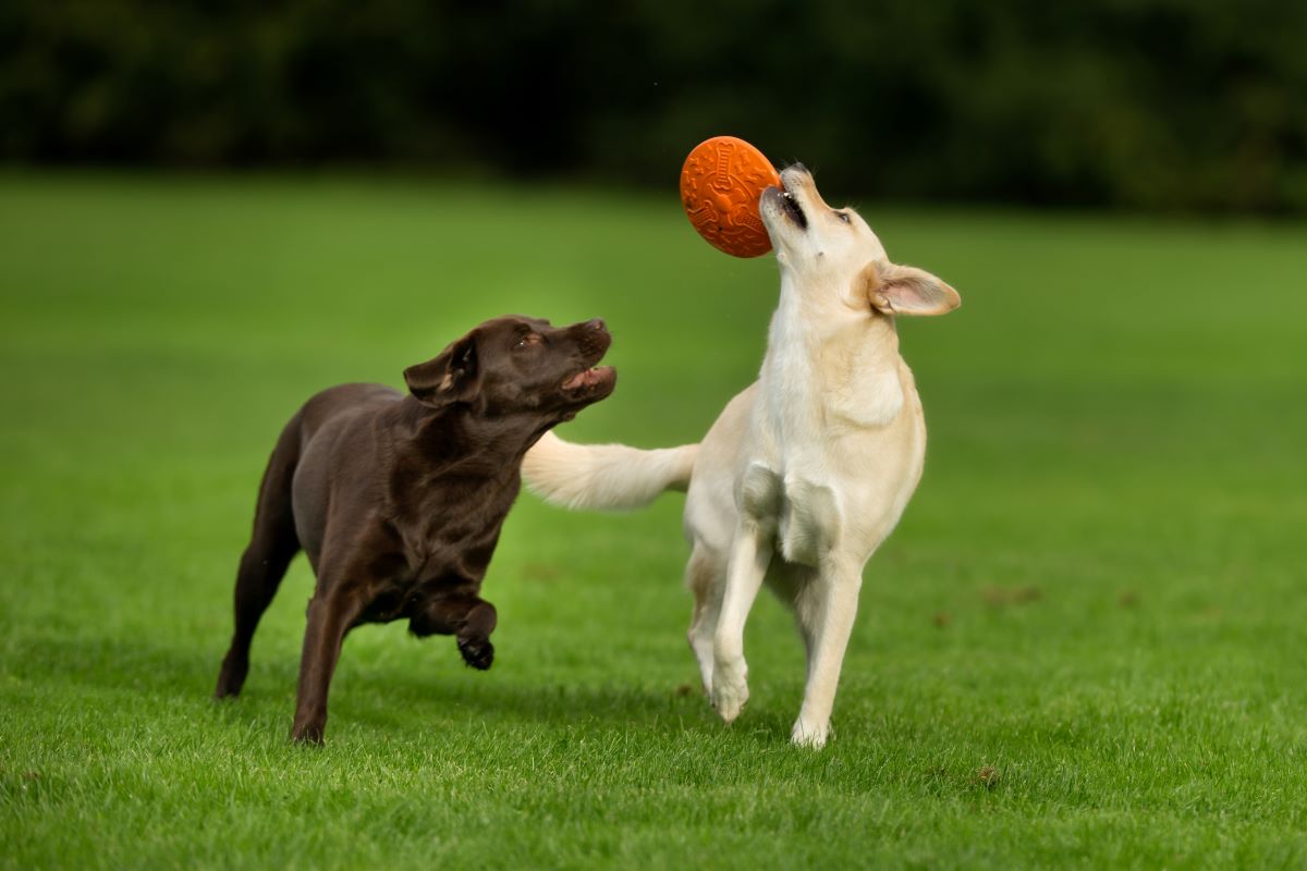 hundefrisbee 5