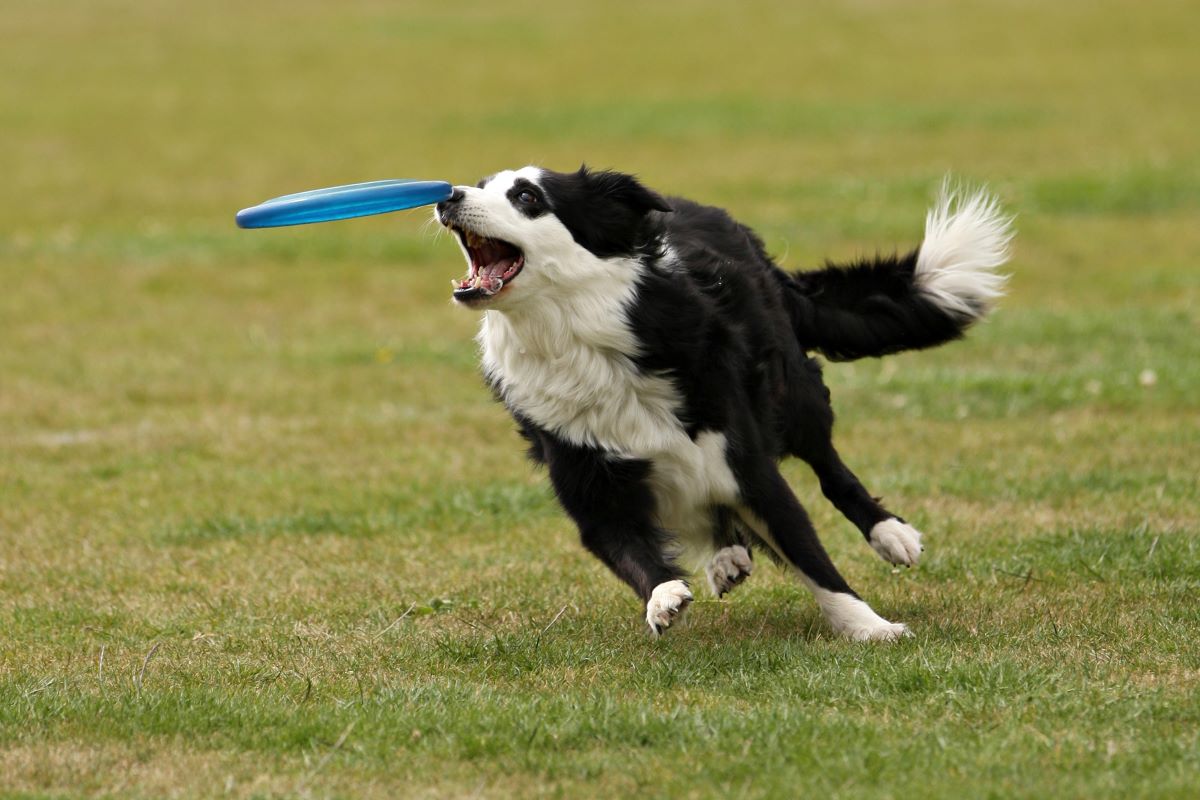 hundefrisbee 6