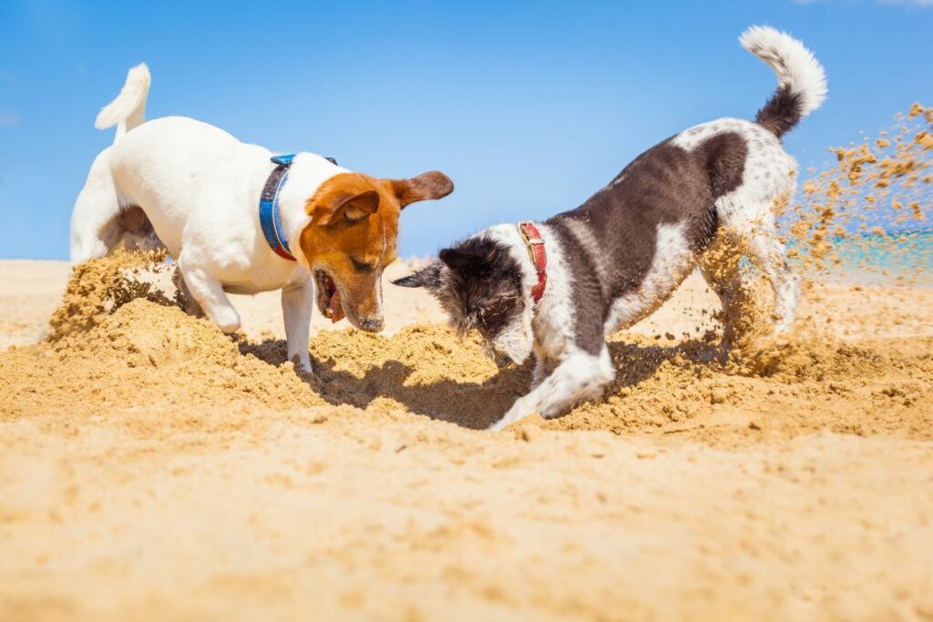 hundestrand