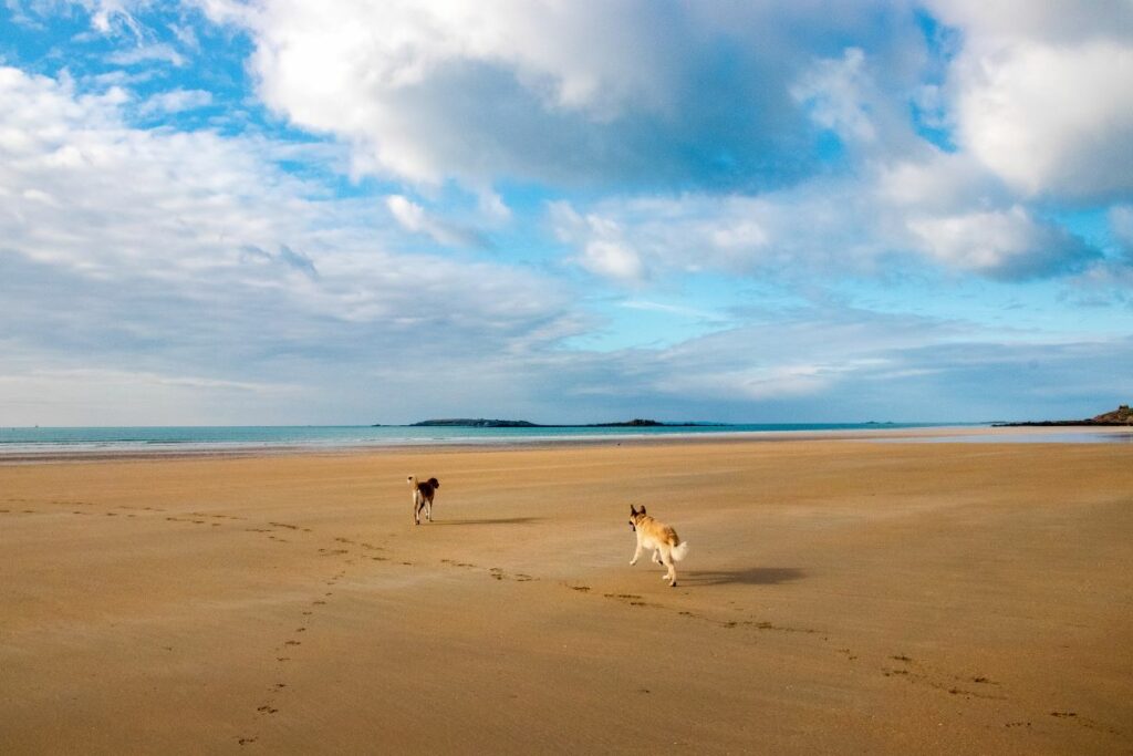 hundestrand