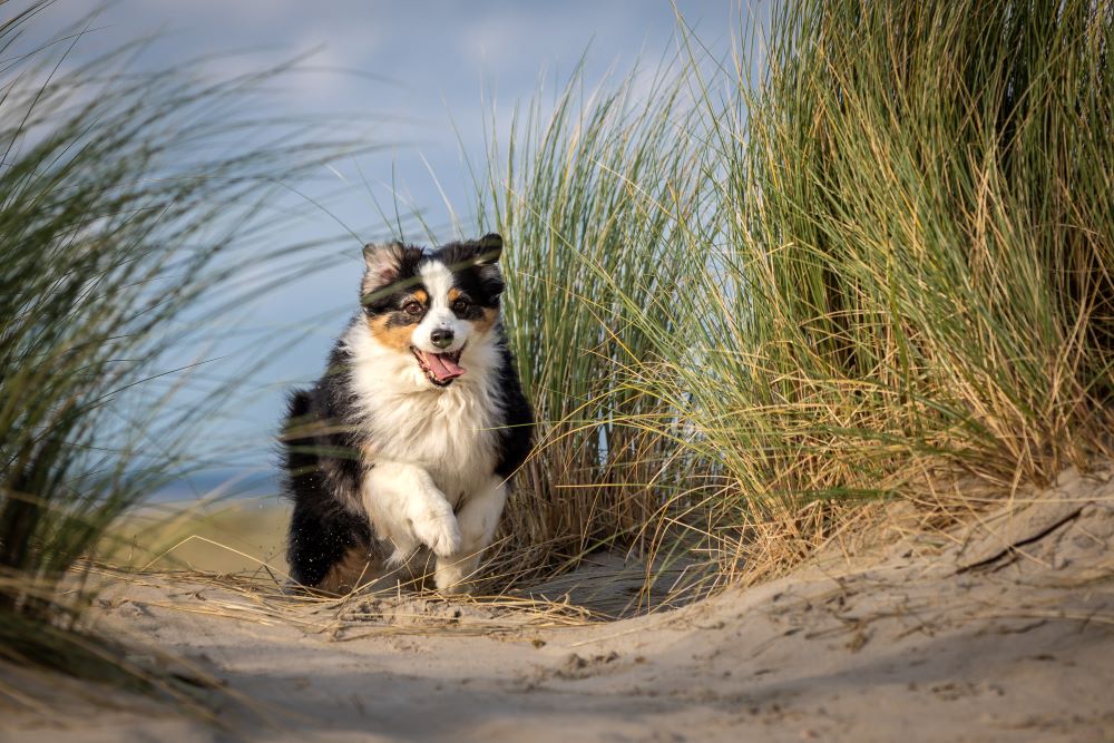 hundestrand