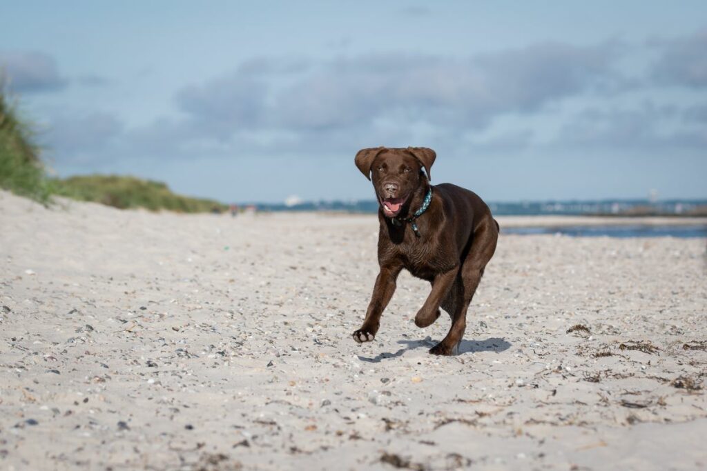 hundestrand