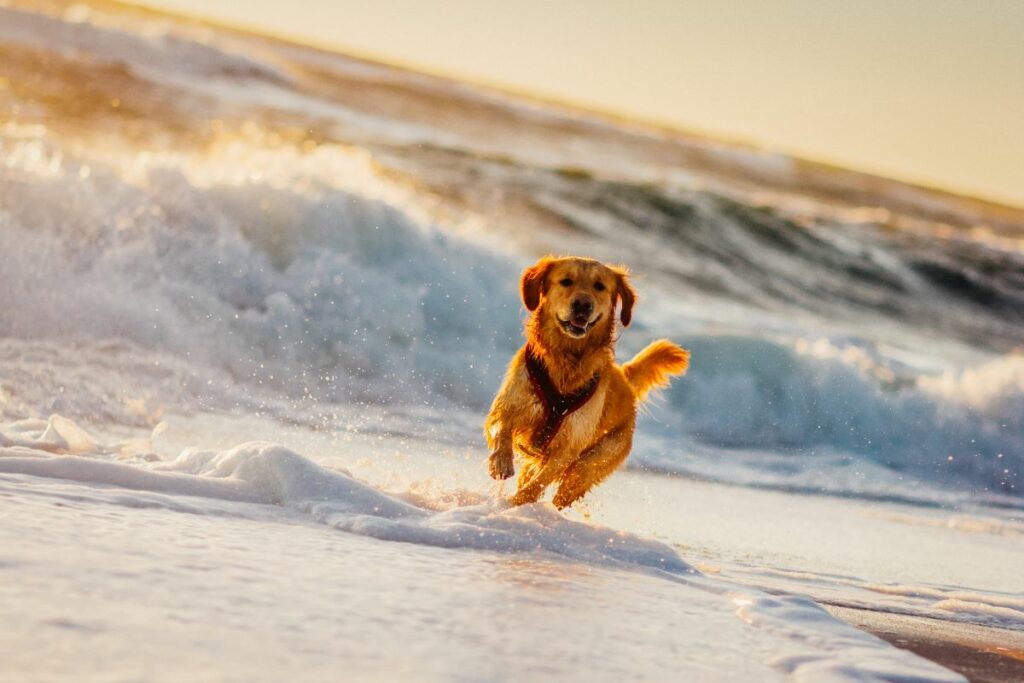 hundestrand