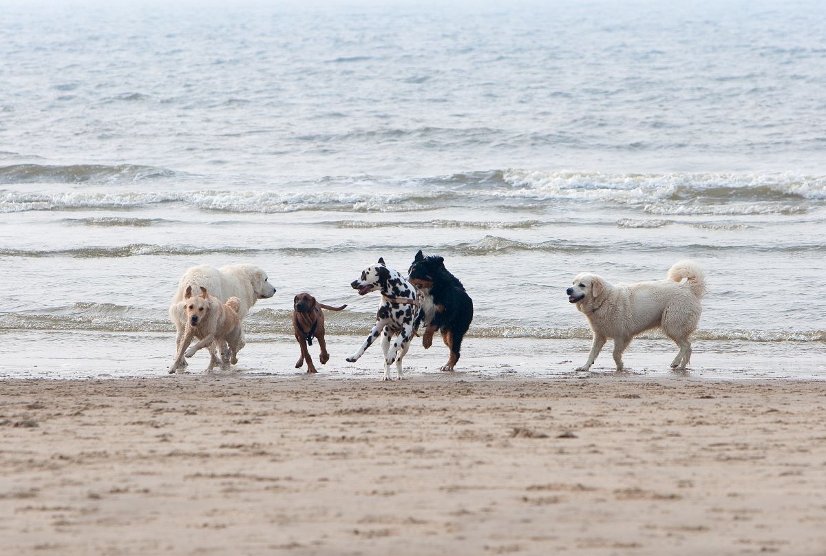 hundestrand buesum 3
