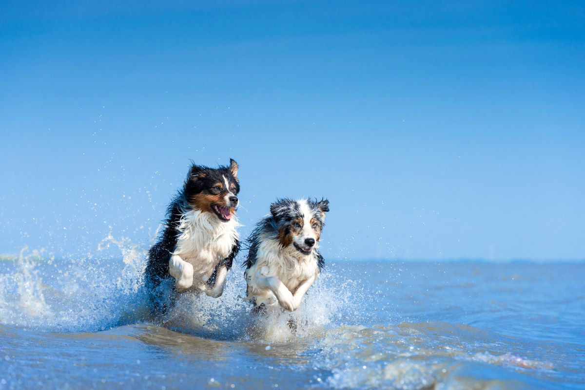 hundestrand buesum 4