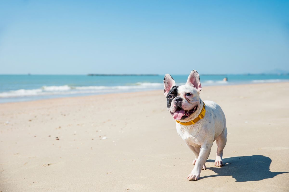 hundestrand buesum 5