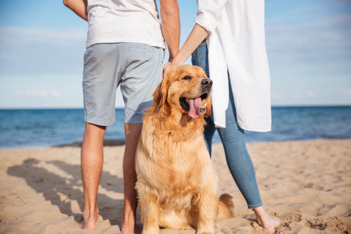 hundestrand buesum 6