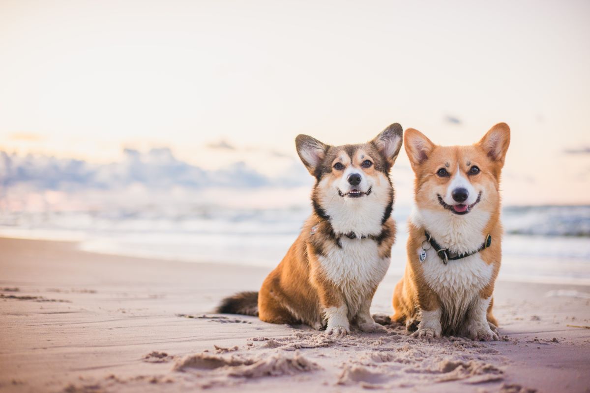 hundestrand fehmarn 2