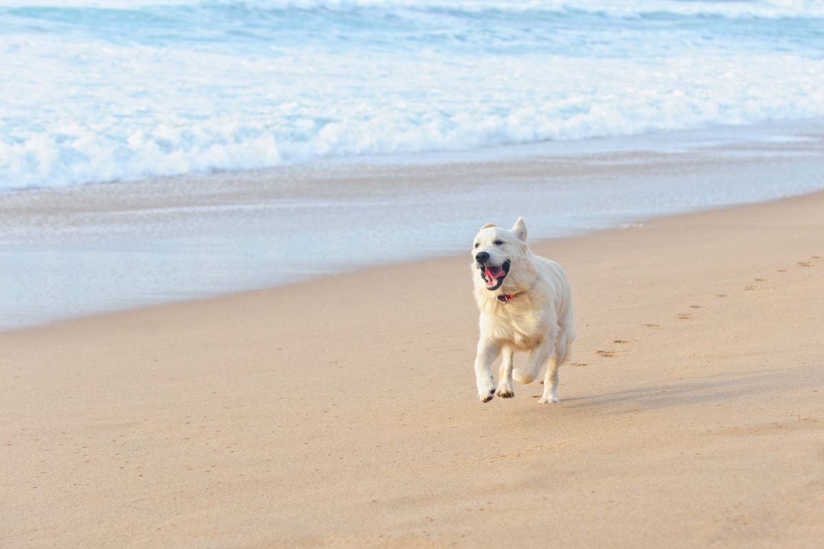 hundestrand fehmarn 3