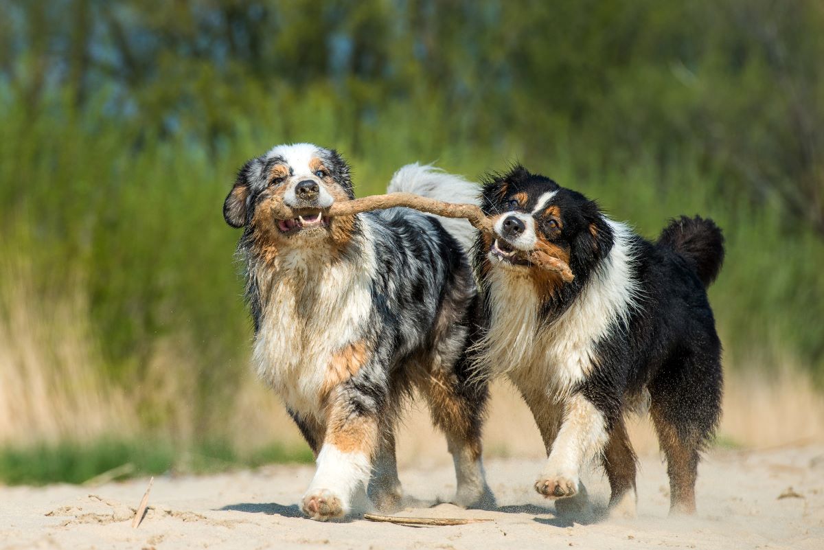 hundestrand fehmarn 4