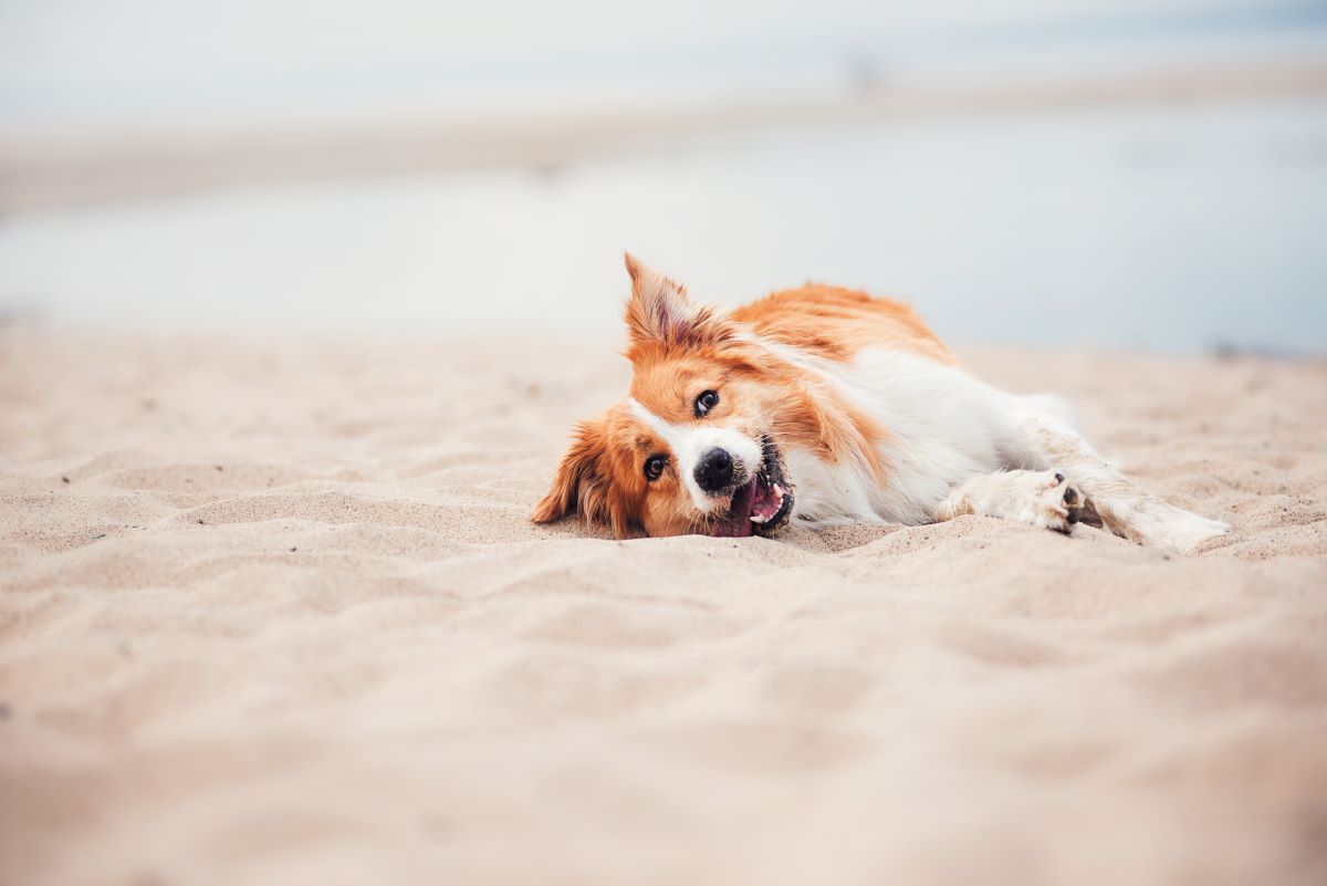 hundestrand fehmarn 5