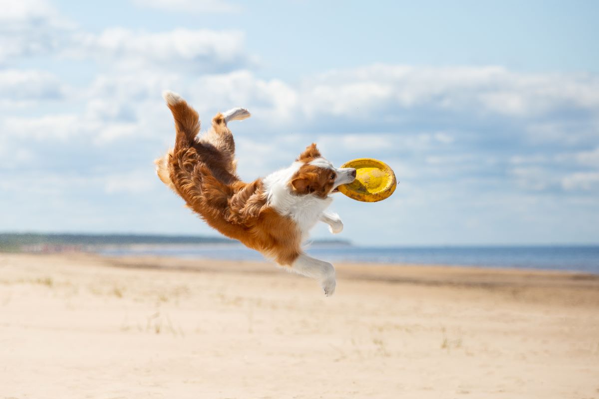 hundestrand fehmarn 6