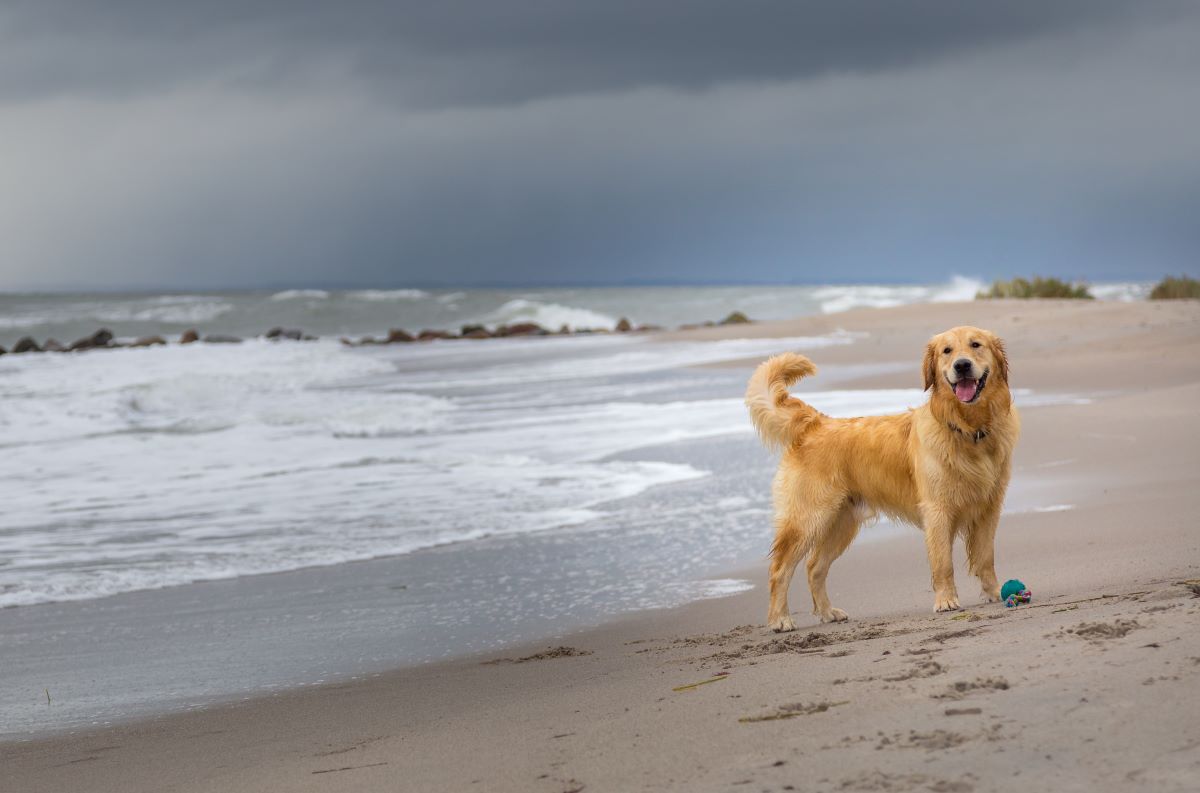 Wann Dürfen Hunde An Den Strand Ostsee Die schönsten Hundestrände an der Ostsee