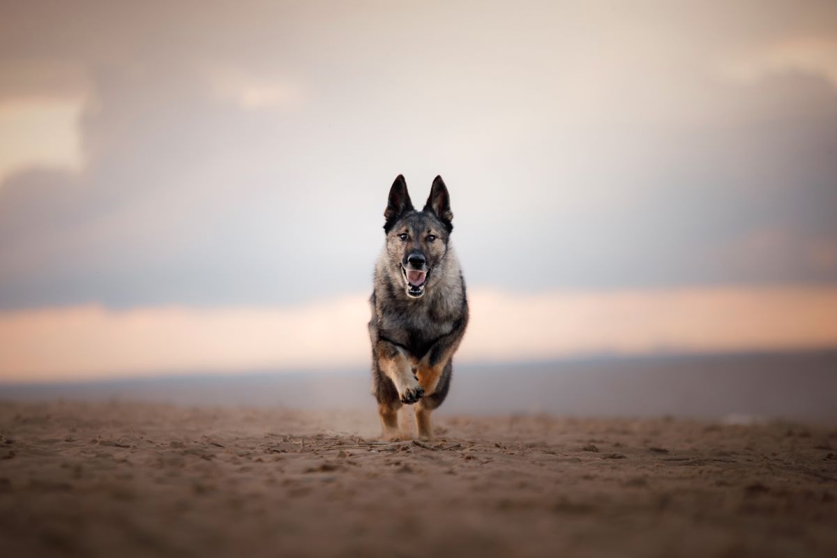 hundestrand ostsee 3