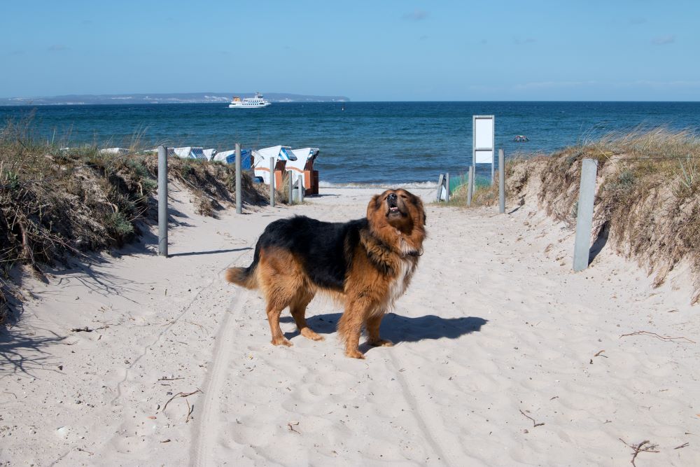 Wann Dürfen Hunde An Den Strand Ostsee Die schönsten Hundestrände an der Ostsee