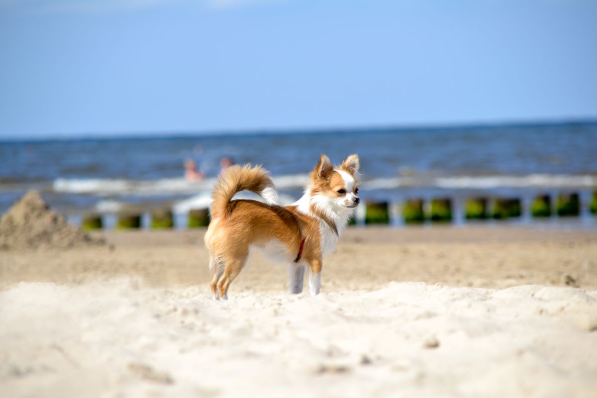 hundestrand ostsee 5