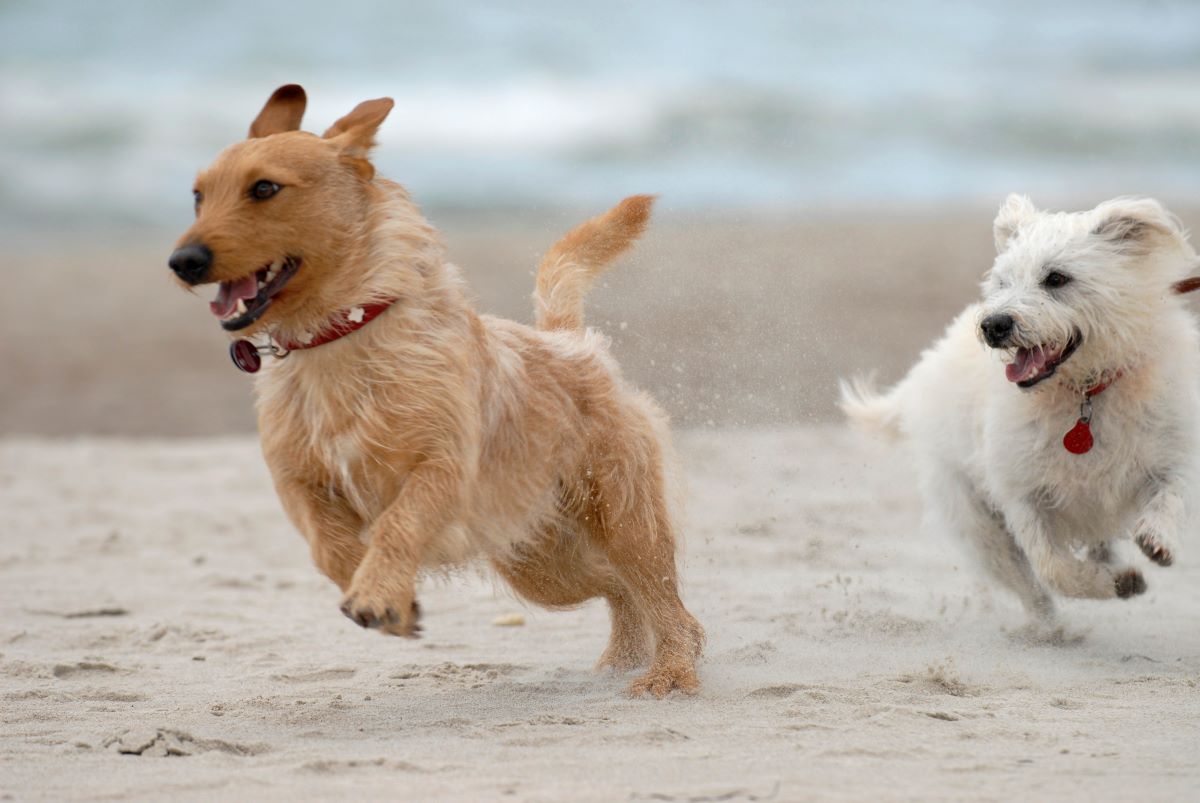 hundestrand ostsee 6