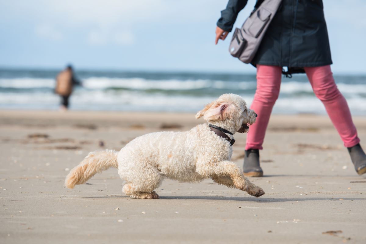 hundestrand sylt 1