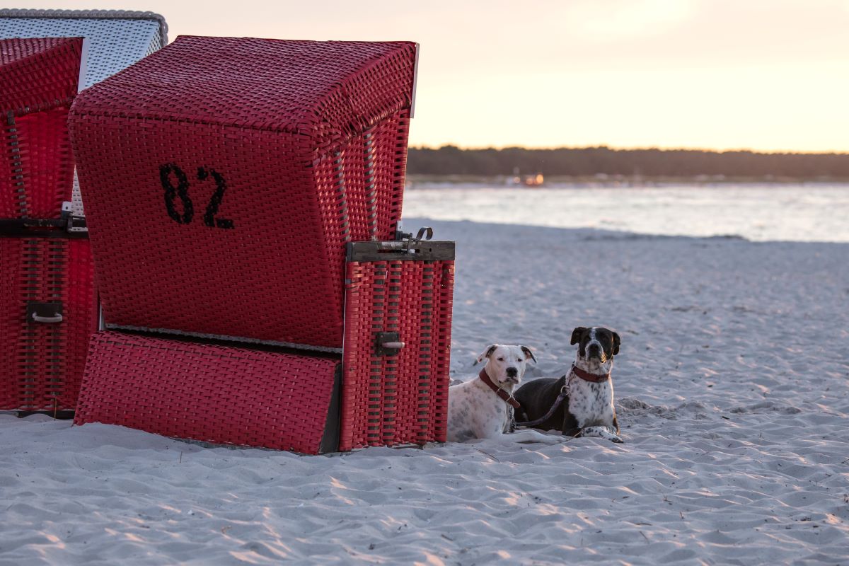 hundestrand sylt 2