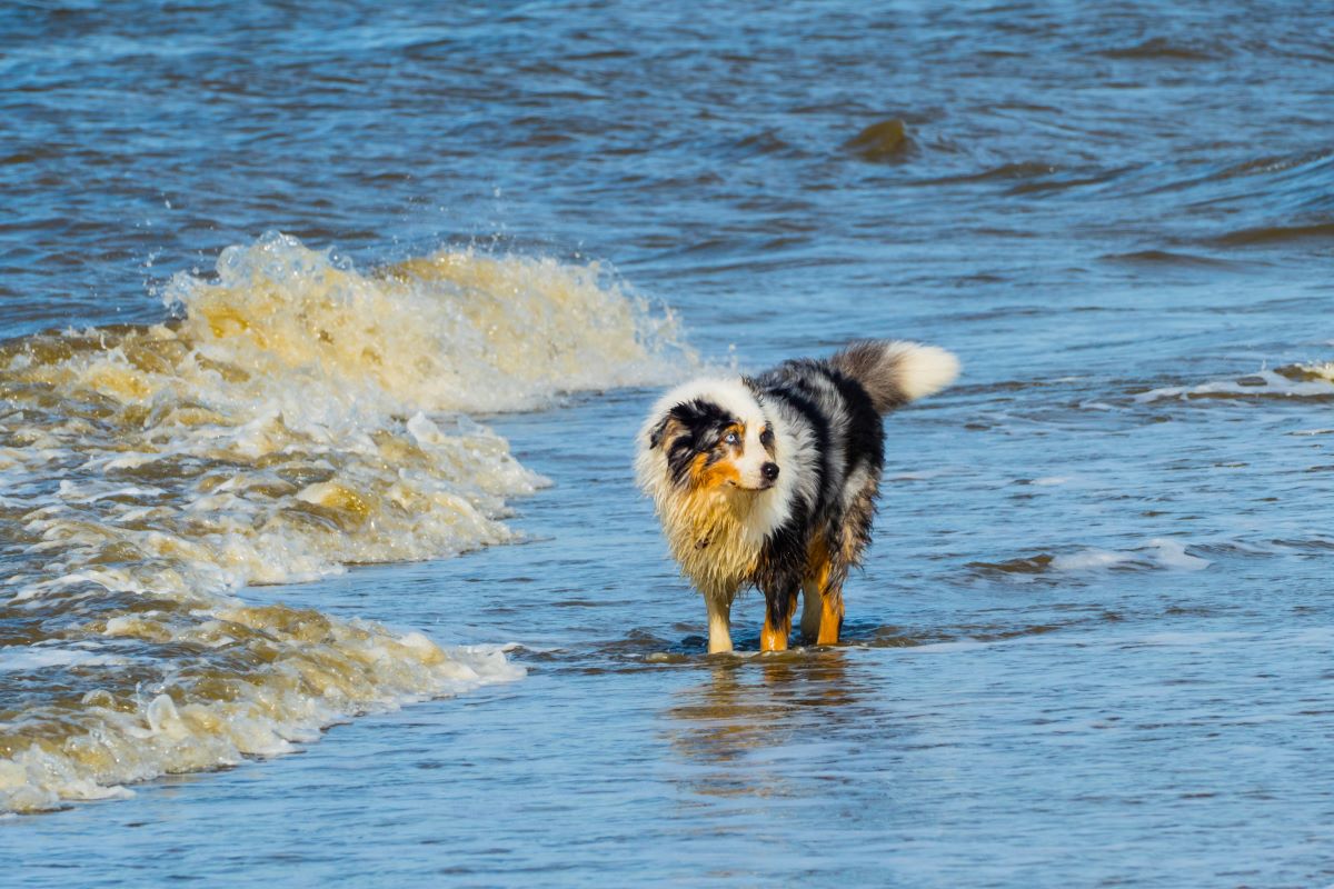 hundestrand sylt 3