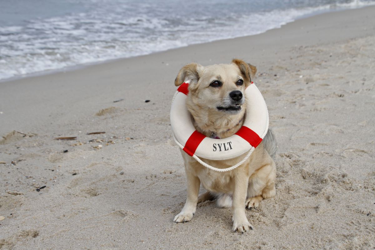 hundestrand sylt 4