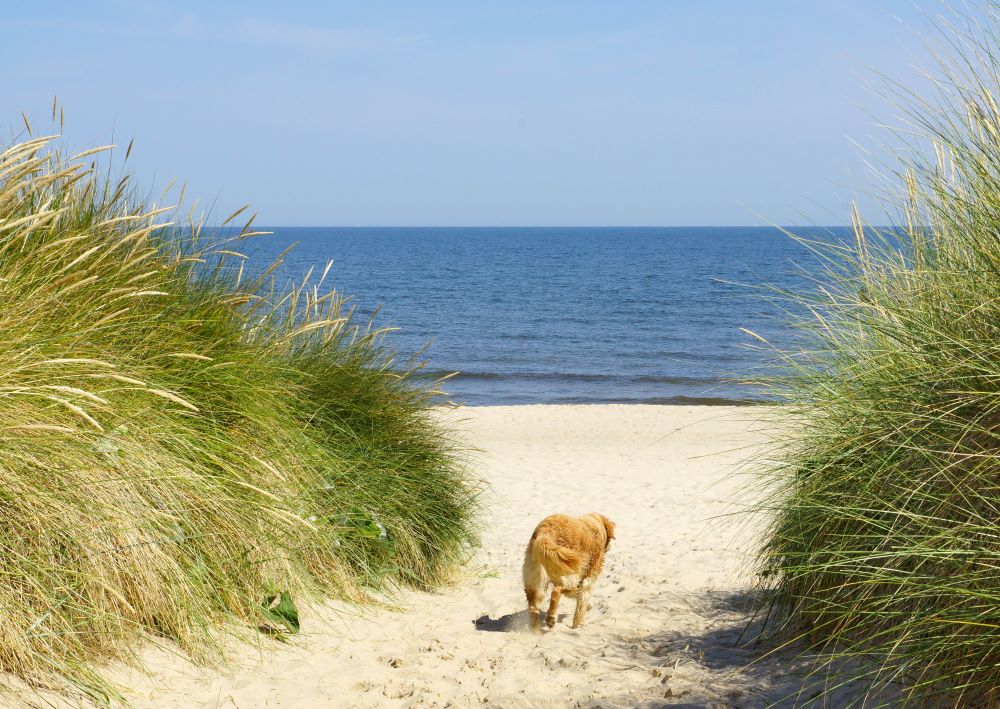 hundestrand sylt 5