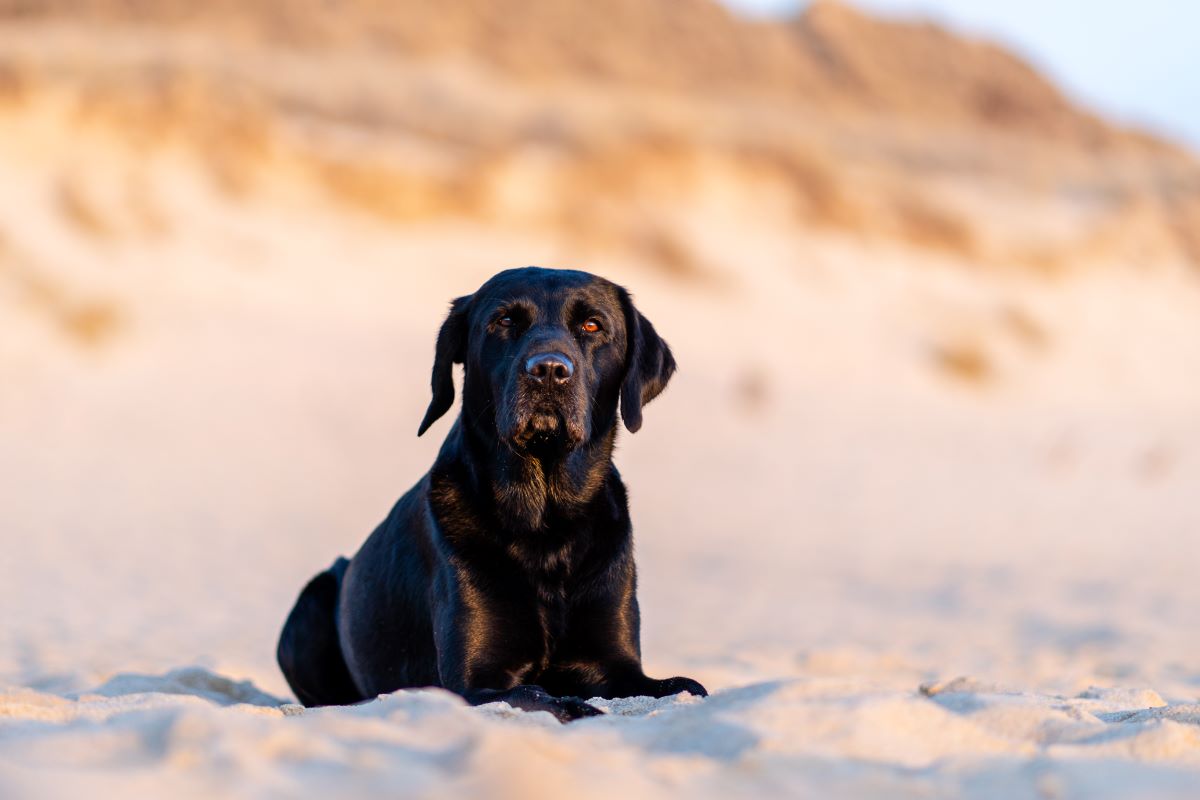 hundestrand sylt 6