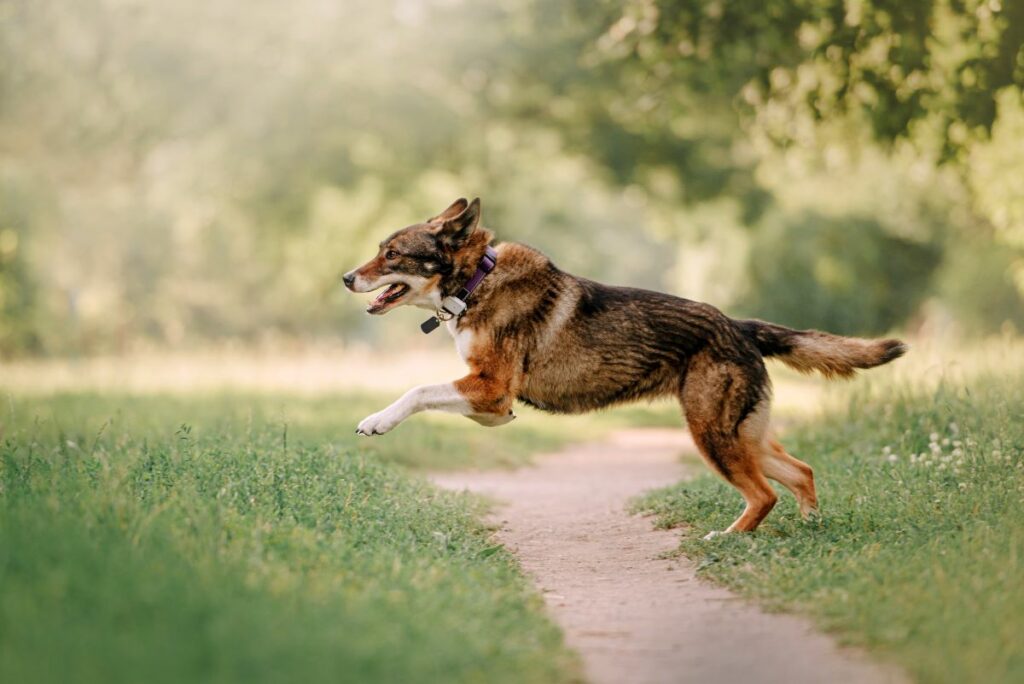 hundetracker