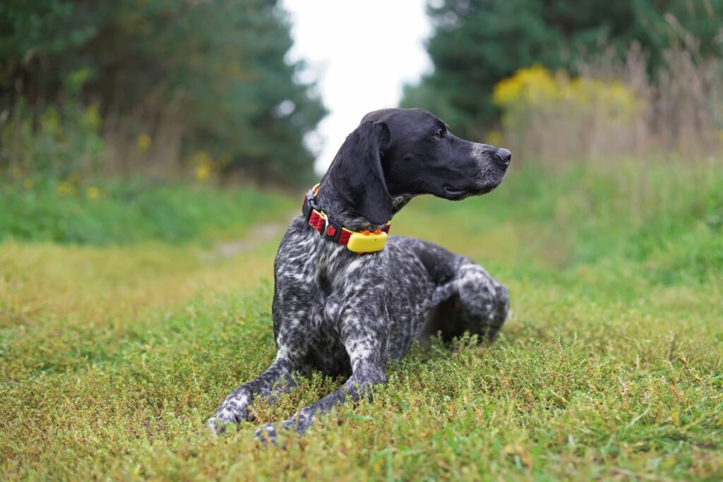 hundetracker