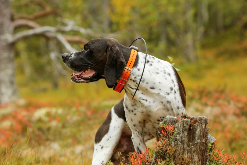 hundetracker