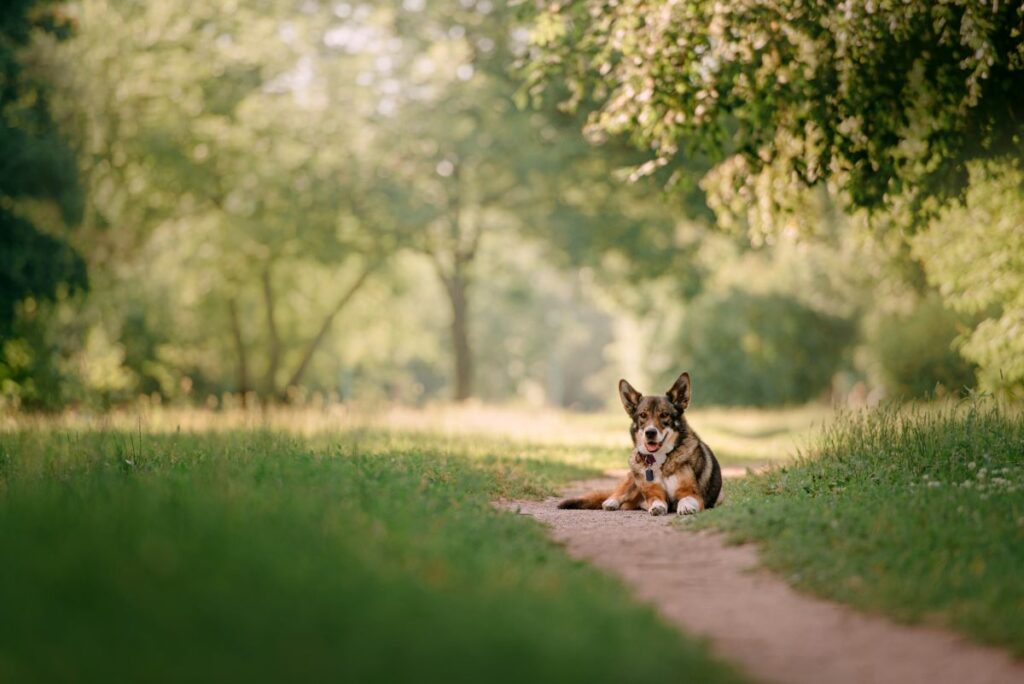 hundetracker