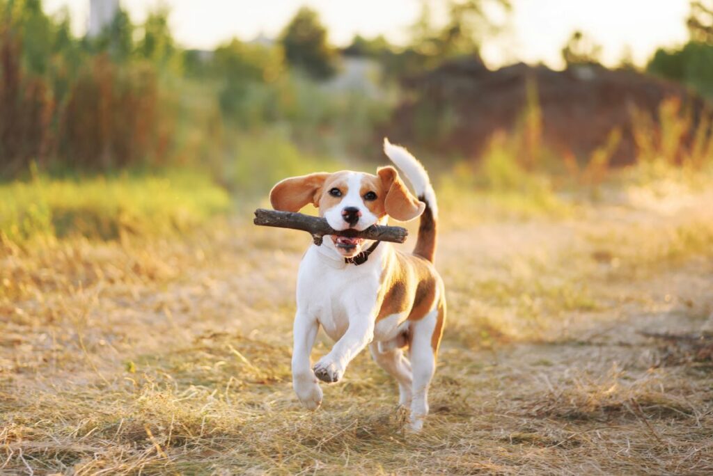 hundetracker