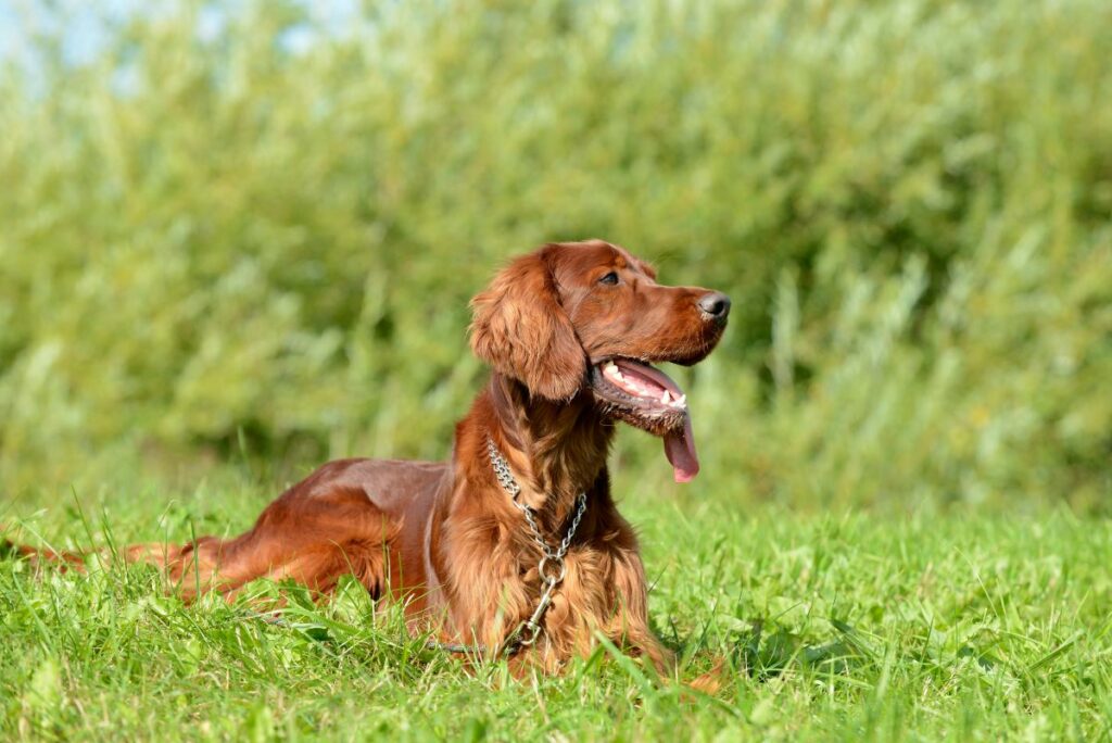 irish red setter