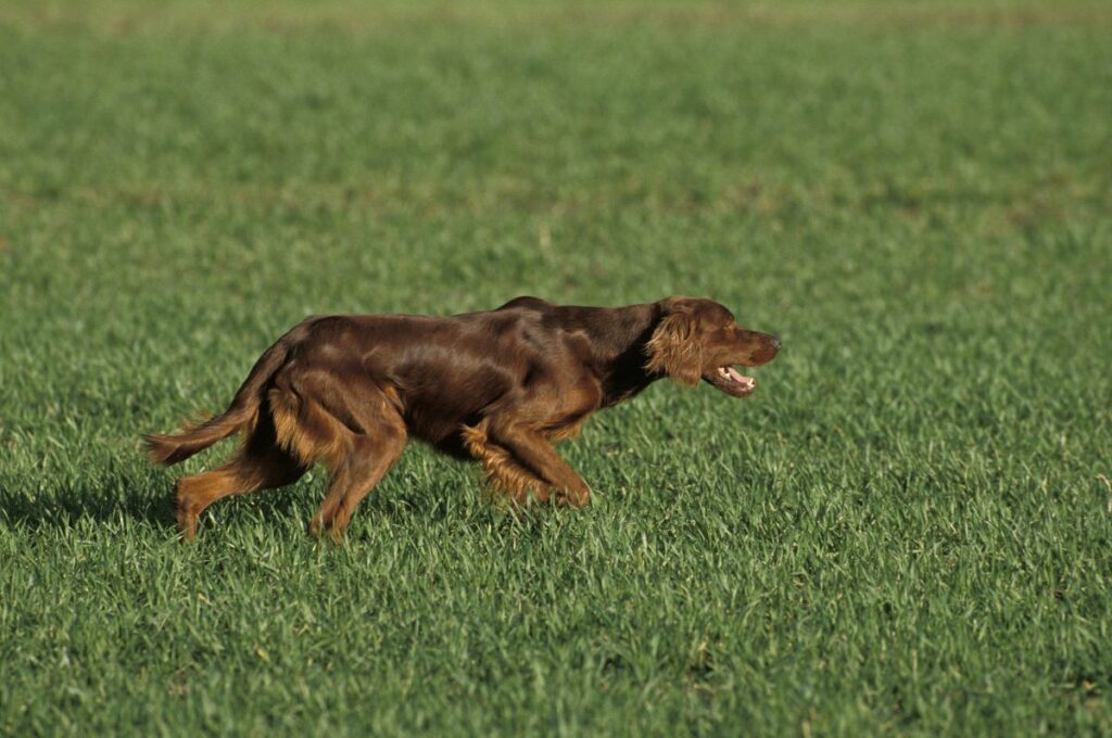 irish red setter