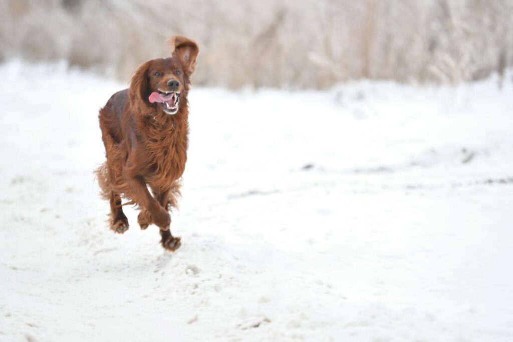 irish red setter