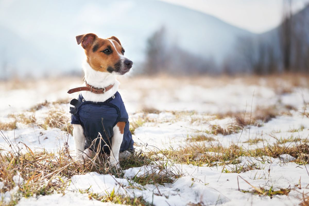 jack russell terrier 2