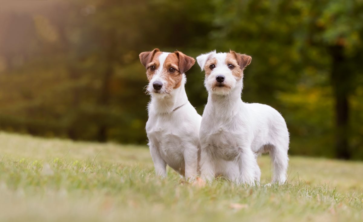 jack russell terrier 3