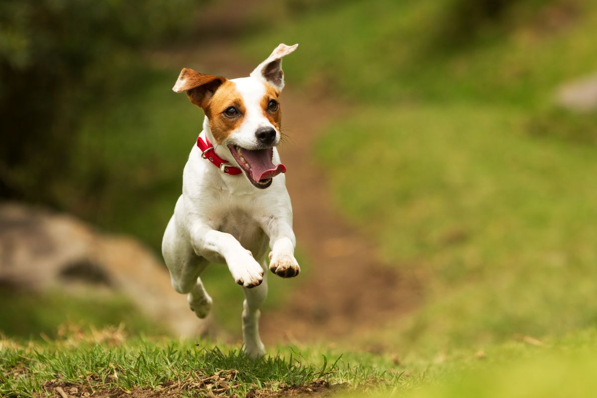 jack russell terrier 4