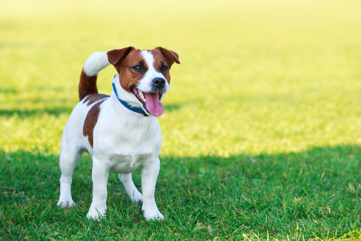jack russell terrier 5