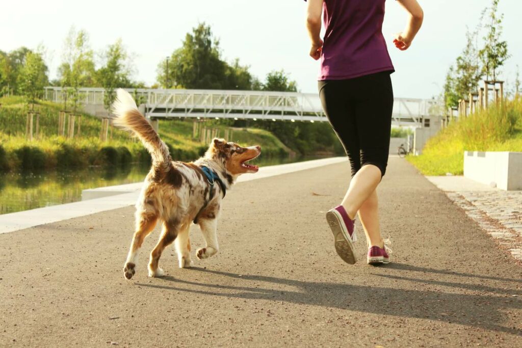 joggen mit hund 2 1