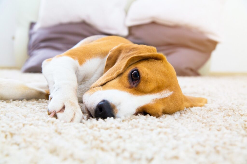 kahle stellen hund