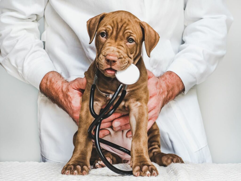 kahle stellen hund