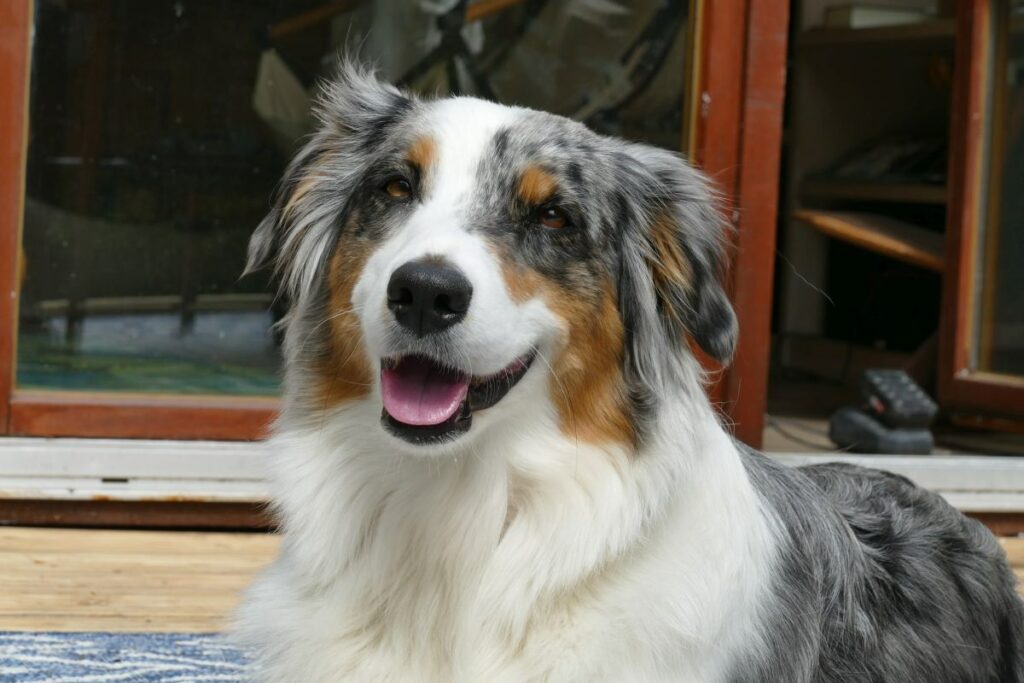 kahle stellen hund