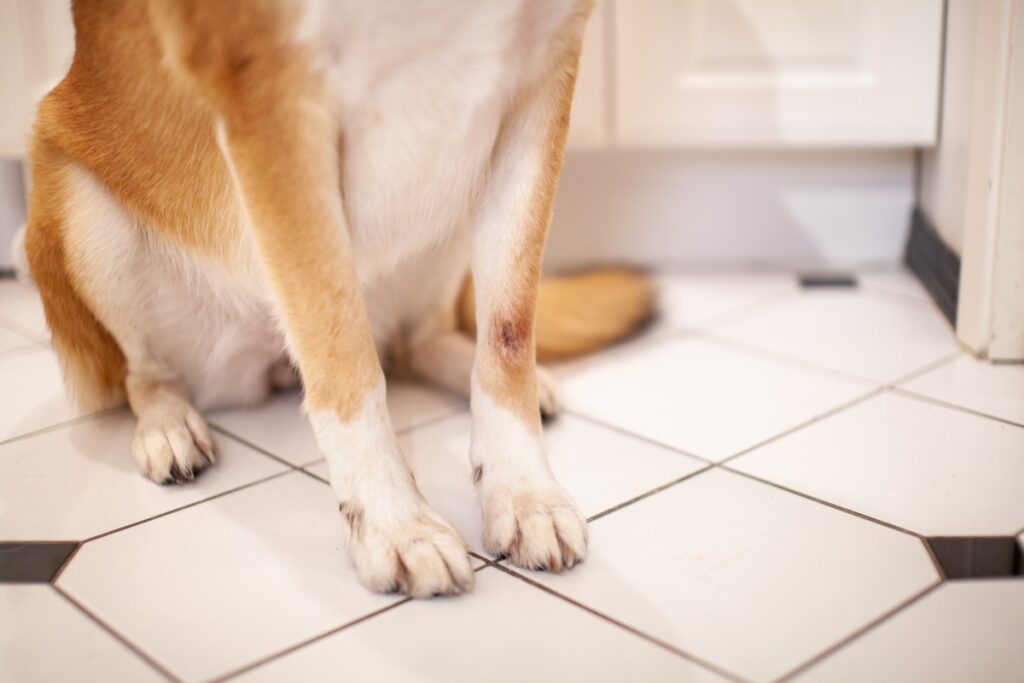 kahle stellen hund