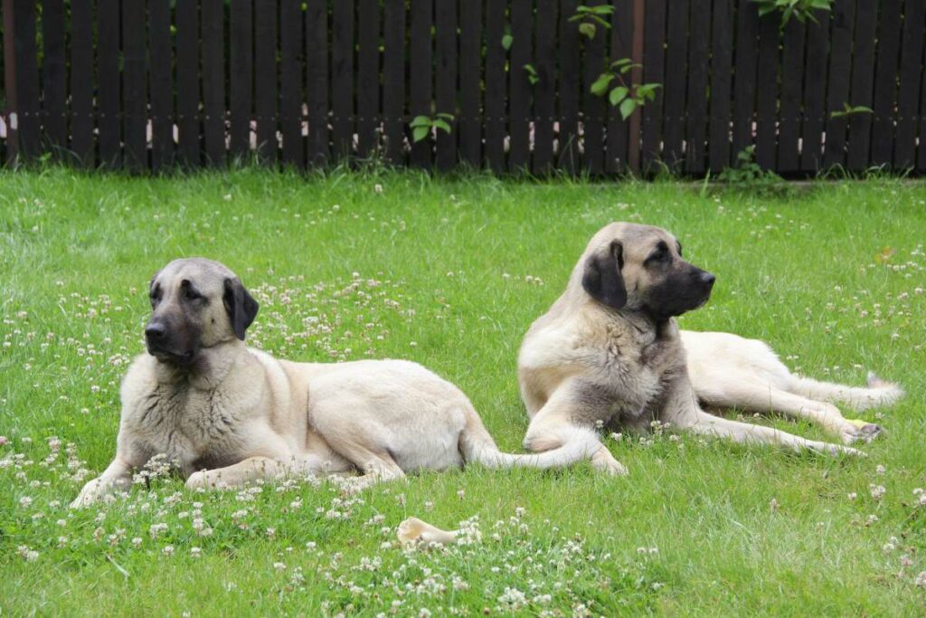 kangal kampfhund