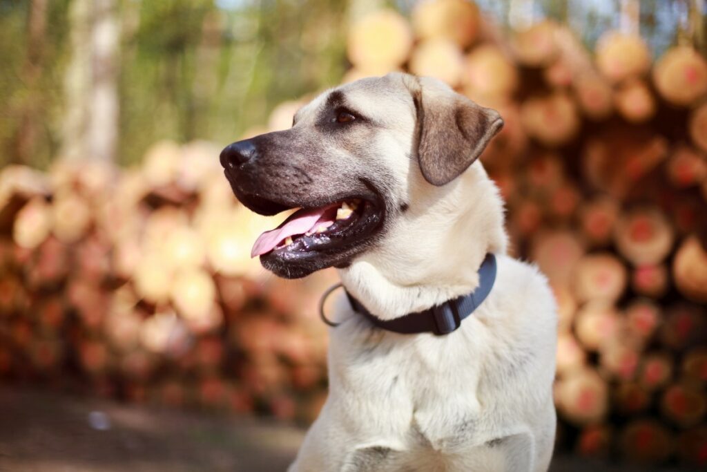 kangal kampfhund