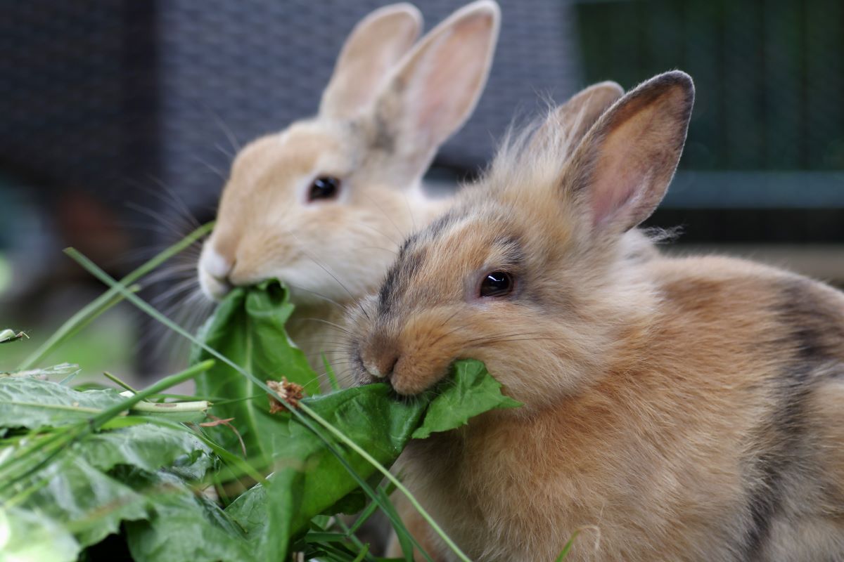 Ab Wann Dürfen Kaninchen Obst Und Gemüse Fressen Kaninchen als Haustier - alles was man wissen muss